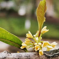 ����Ĺ���