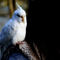 ��ͷ����