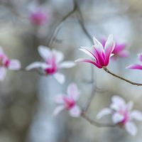 ����������ֲ��԰�ġ���Ŀ���������� ��2023.03.01