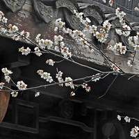 ֲ��԰�����÷