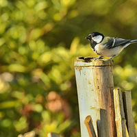 ����ϵĴ�ɽȸ