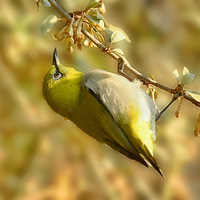 ���������ϵ�������