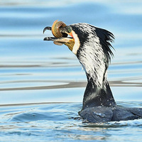 ��˳�������6��