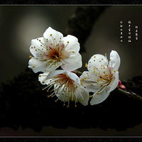 б����Ӱһ֦�����������÷��