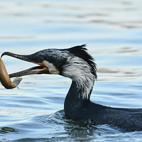 ��˳�������7��