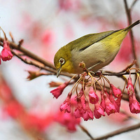 ɽӣ���ϵ�������8��