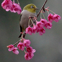 ̫������ӣ������