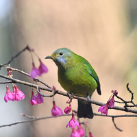 ɽӣ���ϵĳȸ�Ҷ�ǡ�