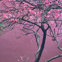 ��ǽӳ���µĺ�÷���÷