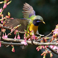 ���۹�԰��ӣ�ȸ�Ҷ�ǣ��ۣ�