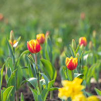 ��������ؼҡ�̫���������㻨����ʢ�ţ� 2023.03.04