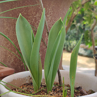 ����ζ��