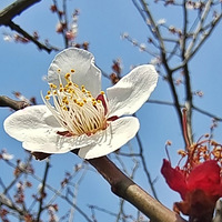 ��ɽ��÷��