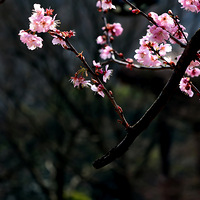 ����ӣ����