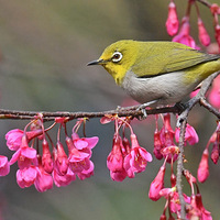 ɽӣ���ϵ�������9��