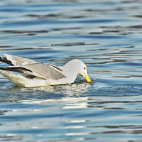 ��Ÿ������