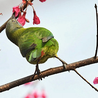 ɽӣ���ϵĳȸ�Ҷ��