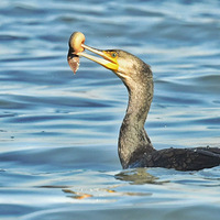 ��˳�������8��