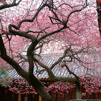 ������÷��