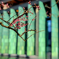 ���ݹ��Ұ汾��