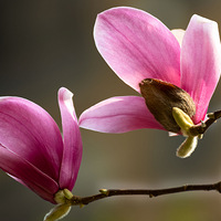 ��ɫ������