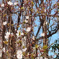 ���ſڵĴ�ɫ