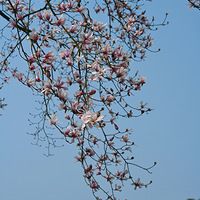 ��Ŀ���������ں���ֲ��԰