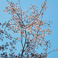 Ұӣ������ӣ��