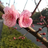 ���Ļ���