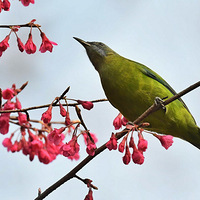 ɽӣ���ϵĳȸ�Ҷ�ǣ�2��