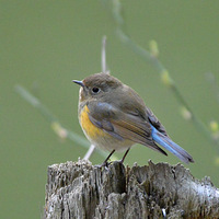 ���ȵ�С��