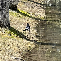 ����Ȼ������