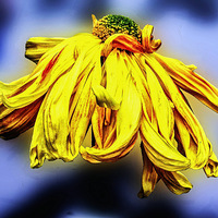 ���Ƿɲ������������� ��ԭ����һֻ̰���ĺ�����47��