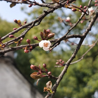 ���飬������