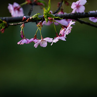 ����ӣ��