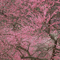 ʱ�䲻��ֹͣ�������ֻ�ܵ�ͼ��