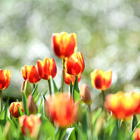 ̫���幫԰�������㿪��