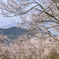 Ұ��ӣ�������ƴ壬���÷����������壬���������ڰ�Ķ��