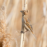 ��������Ӱ��«έ�����С�ɰ�