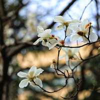 ������ɳ���Ⱦ��ɫ����������ɡ�