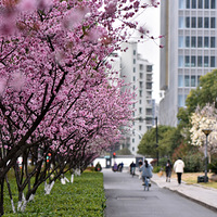 ·�ߵ���Ҷ÷��