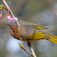 ���۹�԰��ӣ�̳�̽���