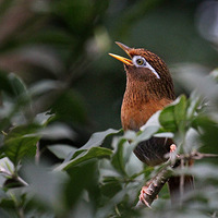 ֲ��԰��ü�񻶸�