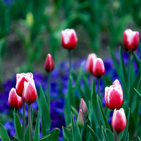 ̫����������