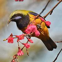 ɽӣ���ϵĳȸ�Ҷ�ǣ�3��