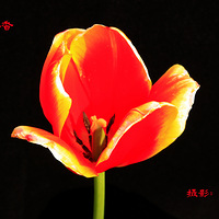 �����º�������ʢ��