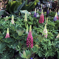 ������Ǵ�˵�еġ�³������