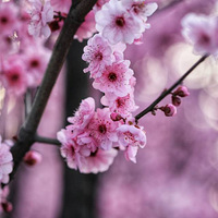 ����÷��4��