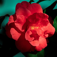 ��ͮͮ��ɽ�軨