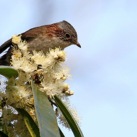 С�ɰ��������̲�ʳС�׻�